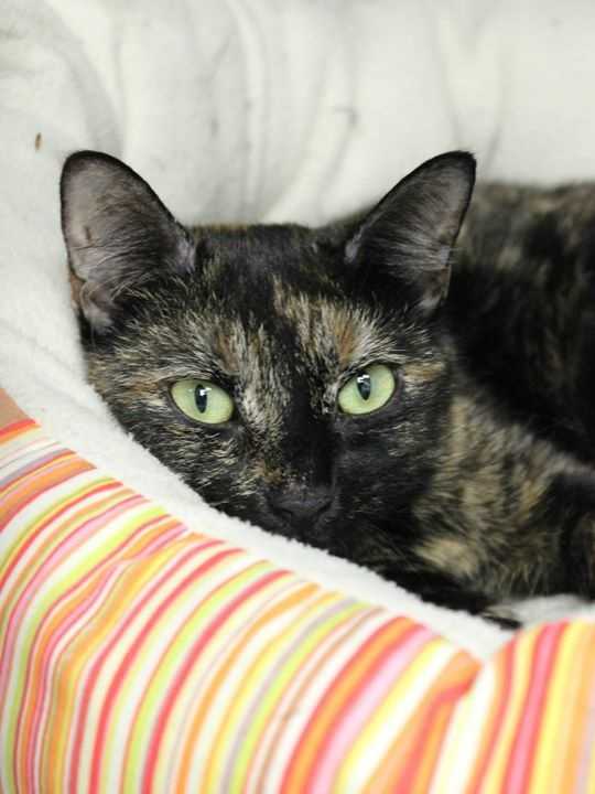 buddy sudbury ma help us find homes for these adorable pets buddy sudbury ma help us find homes for these adorable pets