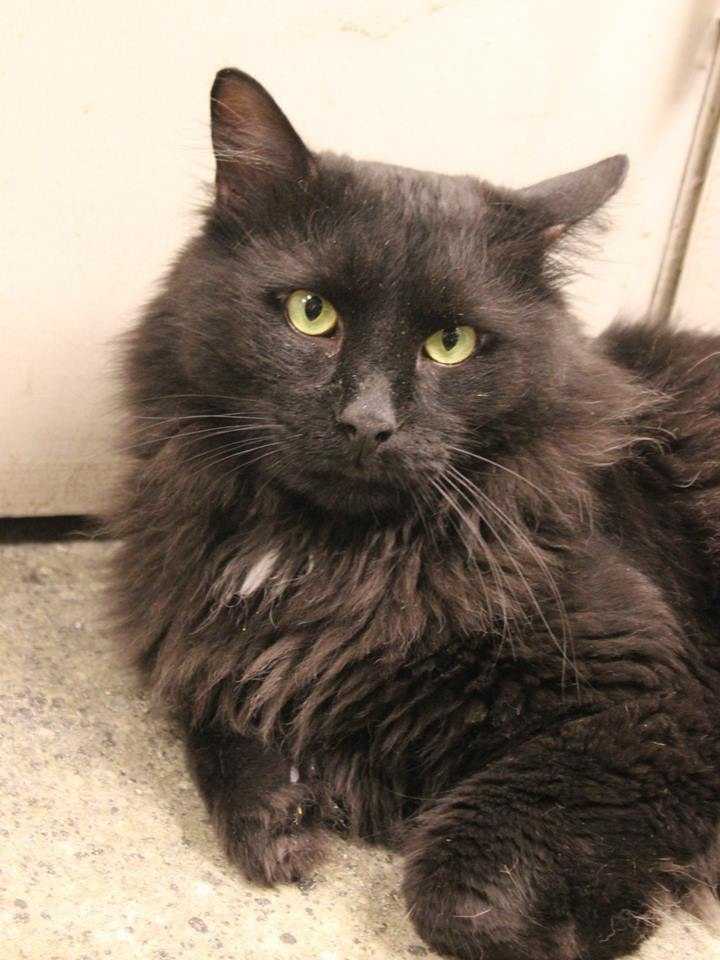 buddy sudbury ma help us find homes for these adorable pets buddy sudbury ma help us find homes for these adorable pets