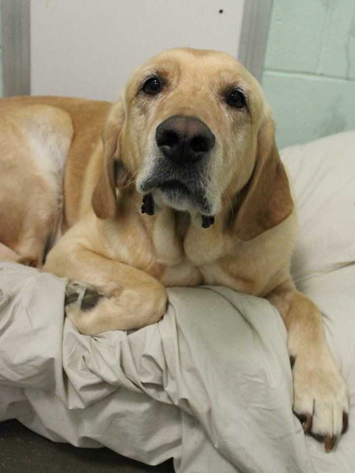 buddy sudbury ma help us find homes for these adorable pets buddy sudbury ma help us find homes for these adorable pets