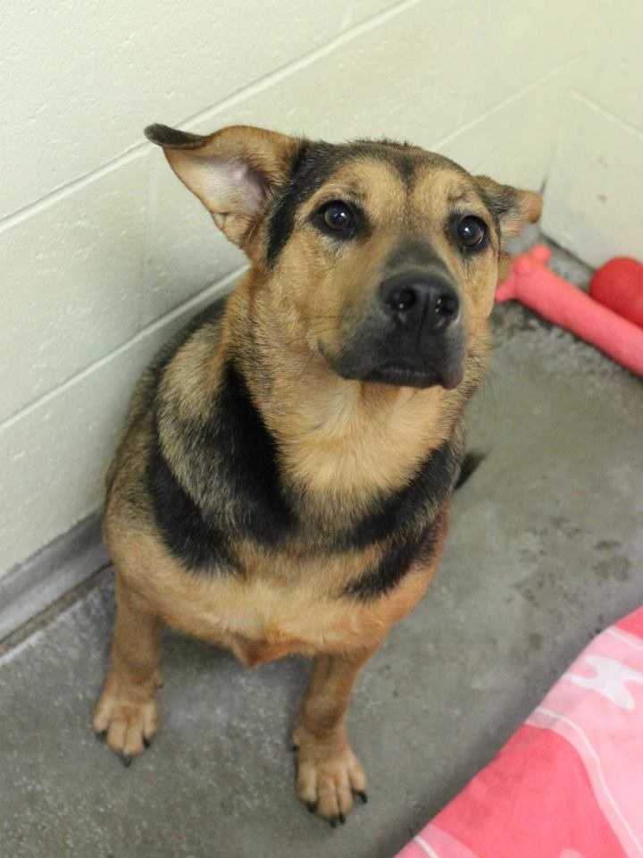 buddy sudbury ma help us find homes for these adorable pets buddy sudbury ma help us find homes for these adorable pets