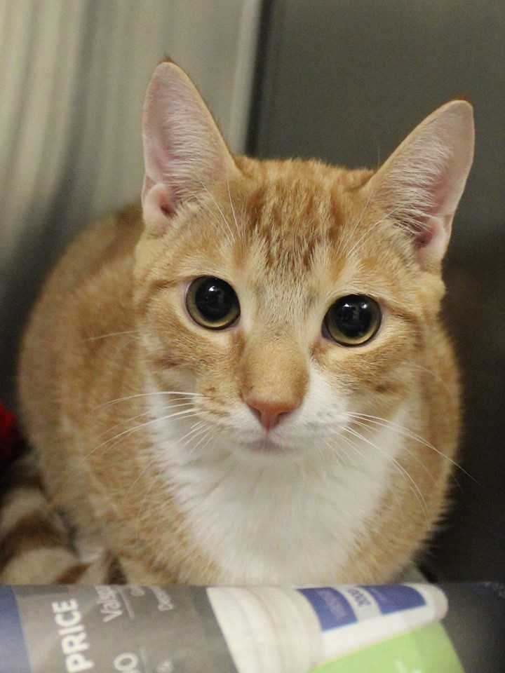 buddy sudbury ma help us find homes for these adorable pets buddy sudbury ma help us find homes for these adorable pets