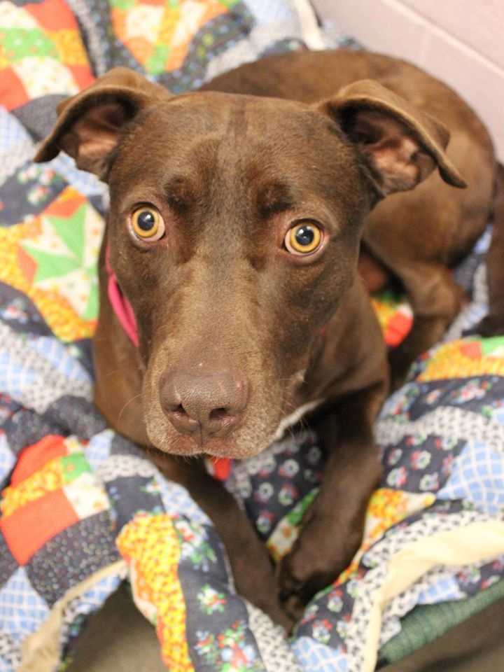 buddy humane society inc help us find homes for these adorable pets buddy humane society inc help us find homes for these adorable pets
