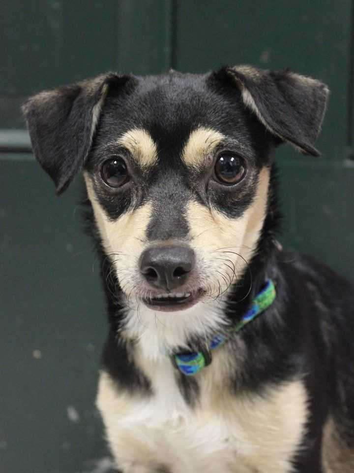 buddy sudbury ma help us find homes for these adorable pets buddy sudbury ma help us find homes for these adorable pets
