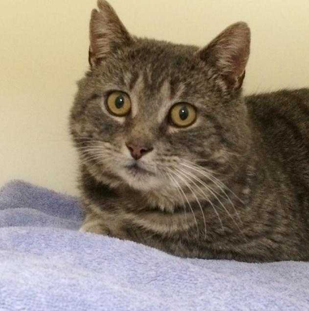 Year Old Cat Does It Need A Cat Companion Year Old Cat Does It Need A Cat Companion