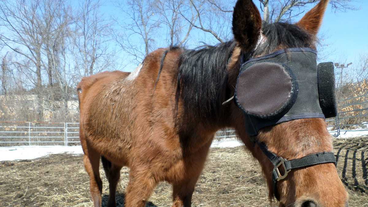 Funds being raised to help save critically ill horse