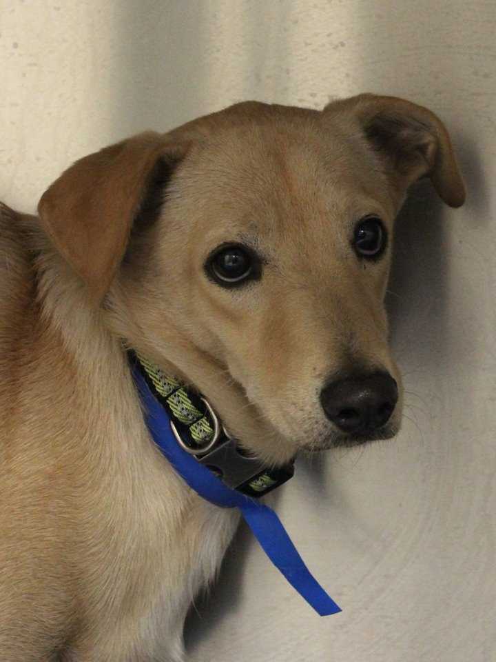 buddy sudbury ma help us find homes for these adorable pets buddy sudbury ma help us find homes for these adorable pets