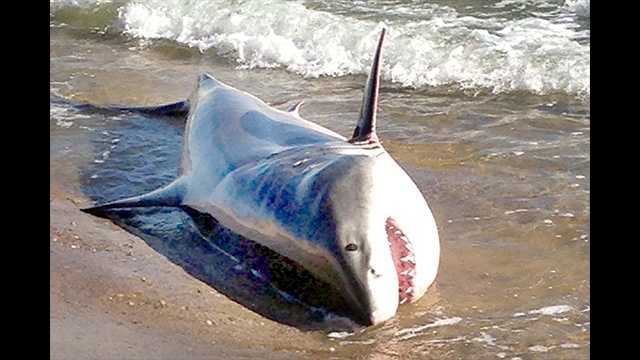 Great White Shark Beached On White Crest Beach