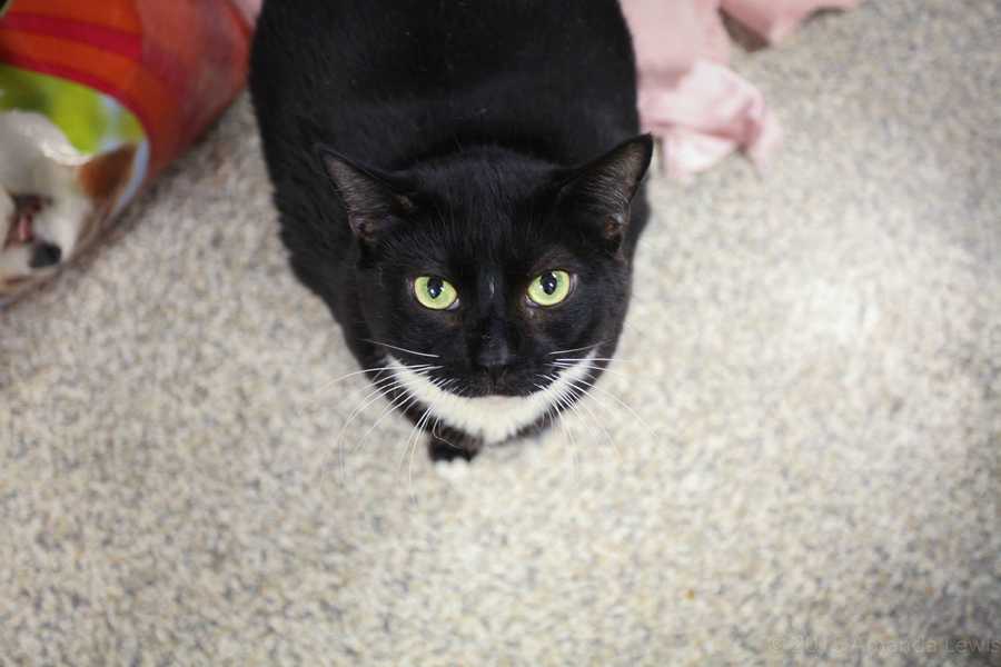 buddy sudbury ma help us find homes for these adorable pets buddy sudbury ma help us find homes for these adorable pets