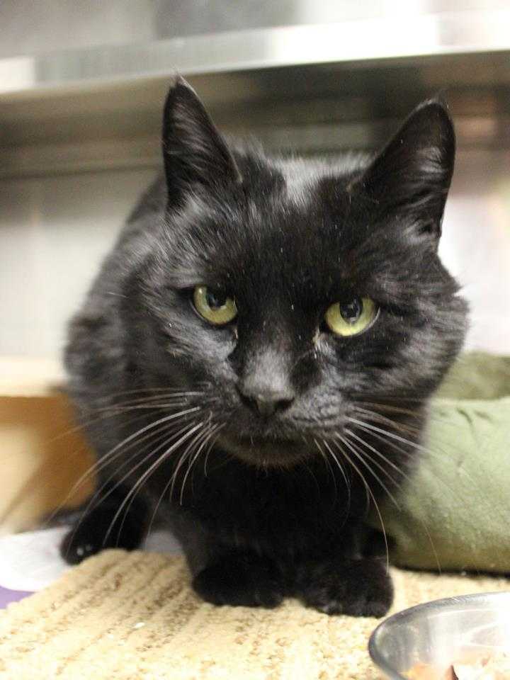 buddy sudbury ma help us find homes for these adorable pets buddy sudbury ma help us find homes for these adorable pets