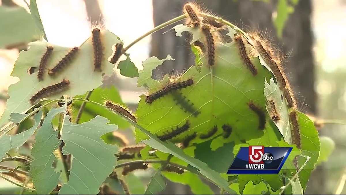 Gypsy moth infestation expected to be exceptionally bad