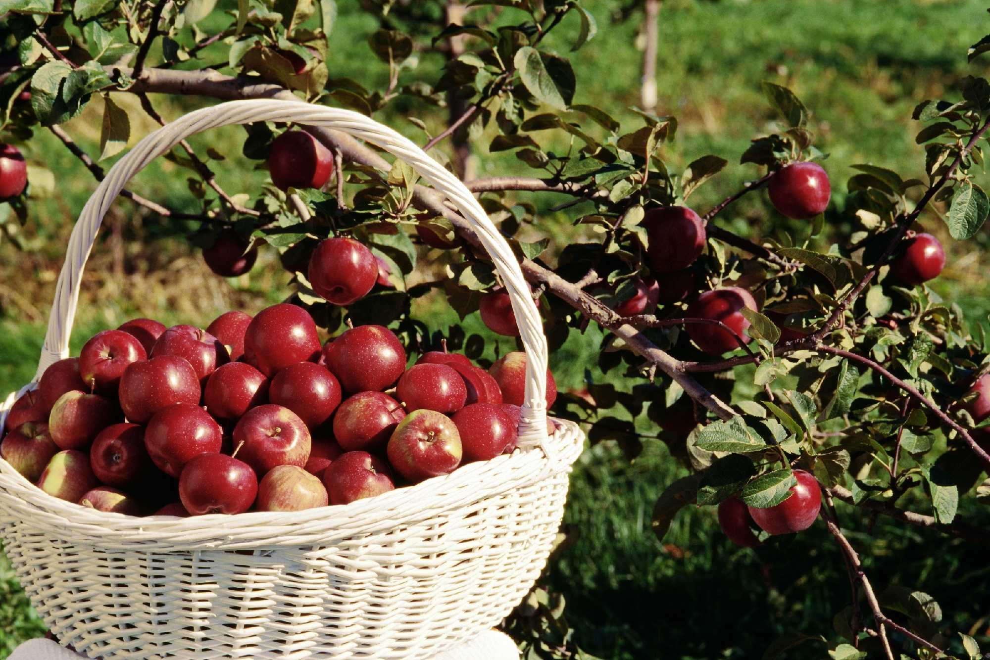 Best In Massachusetts: Apple Picking