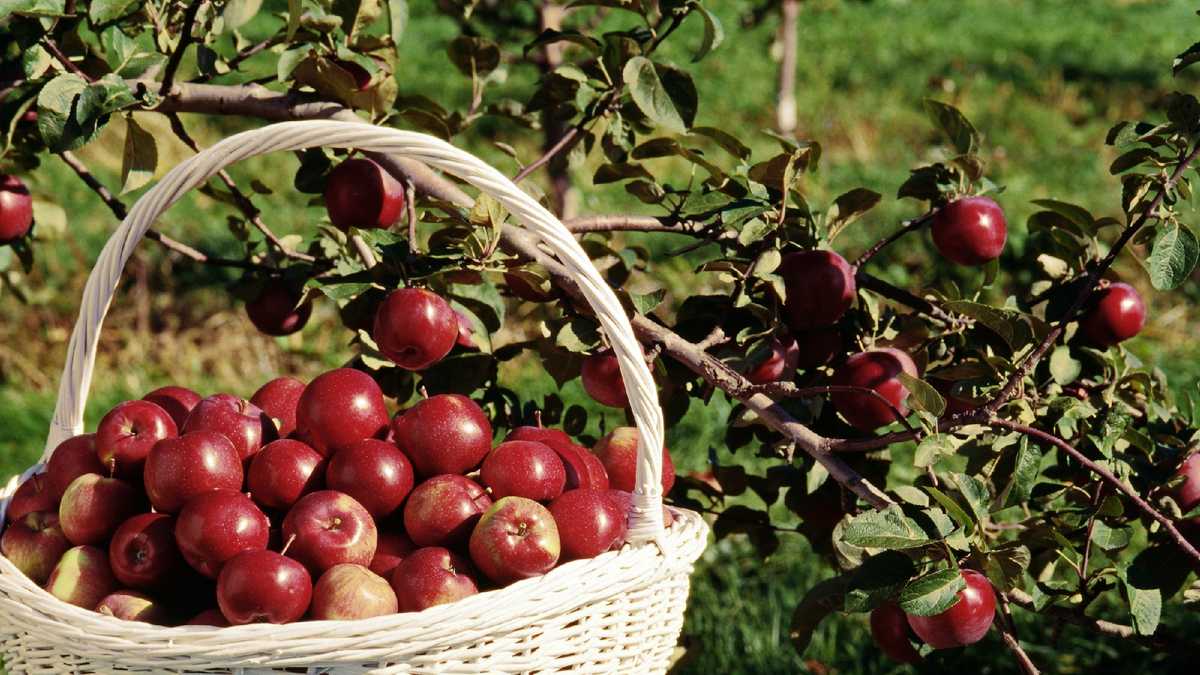 Best in Massachusetts Apple picking