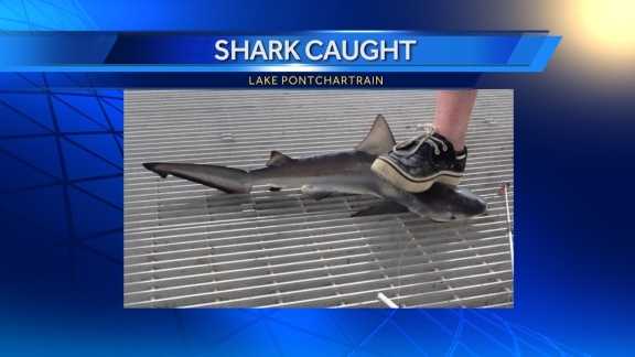 Shark Caught In Lake Pontchartrain By Fisherman