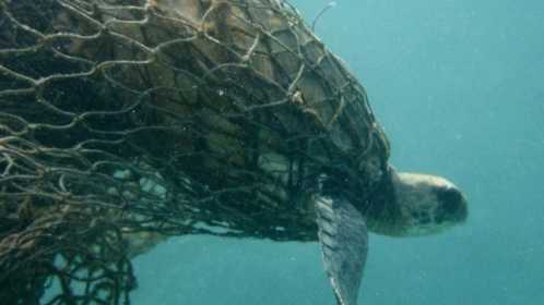 Sea turtle supporters call on Gov. Jinal to enforce increased ...