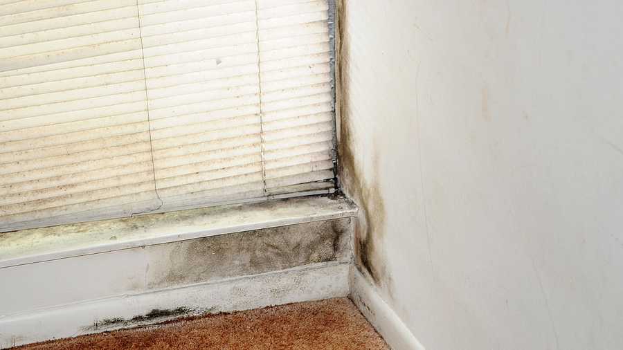How do you clean up mold in your house?