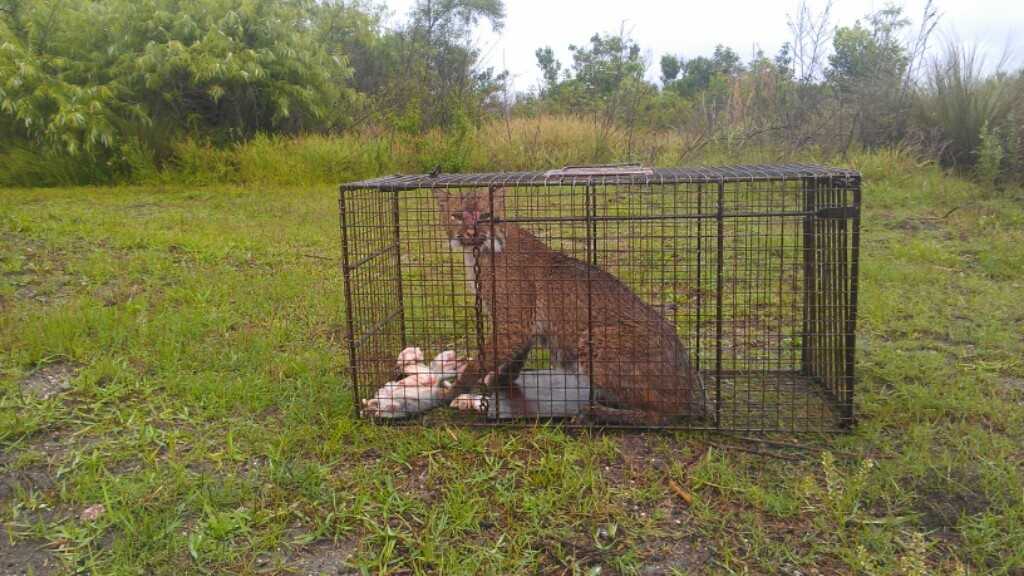 Images: Trap set for coyotes catches bobcat