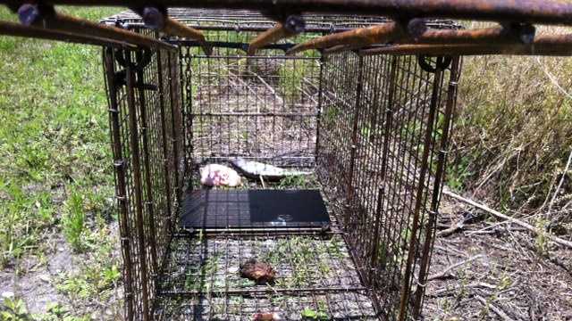 Images: Trap set for coyotes catches bobcat