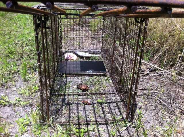 Images: Trap set for coyotes catches bobcat