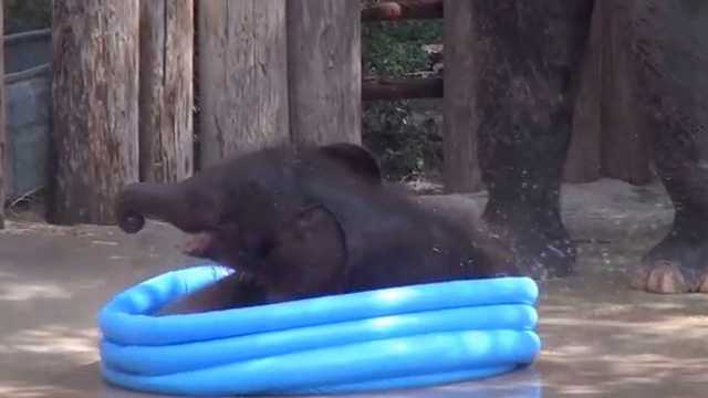 Viral Video Baby Elephant Splashes In Kiddie Pool Viral Video Baby Elephant Splashes In Kiddie Pool