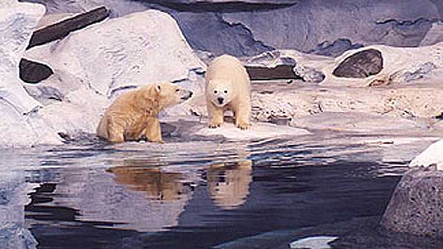 SeaWorld's Klondike polar bear dies