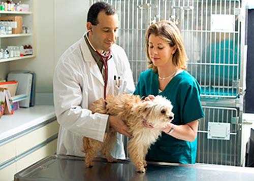 laboratory animal caretaker