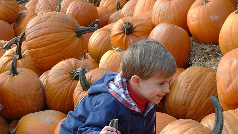 Fall Festivals In Central Florida This Weekend