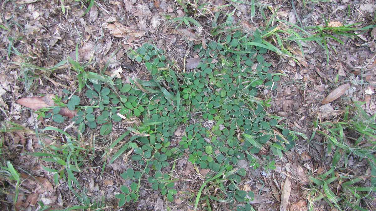 Photos Creeping Indigo weed
