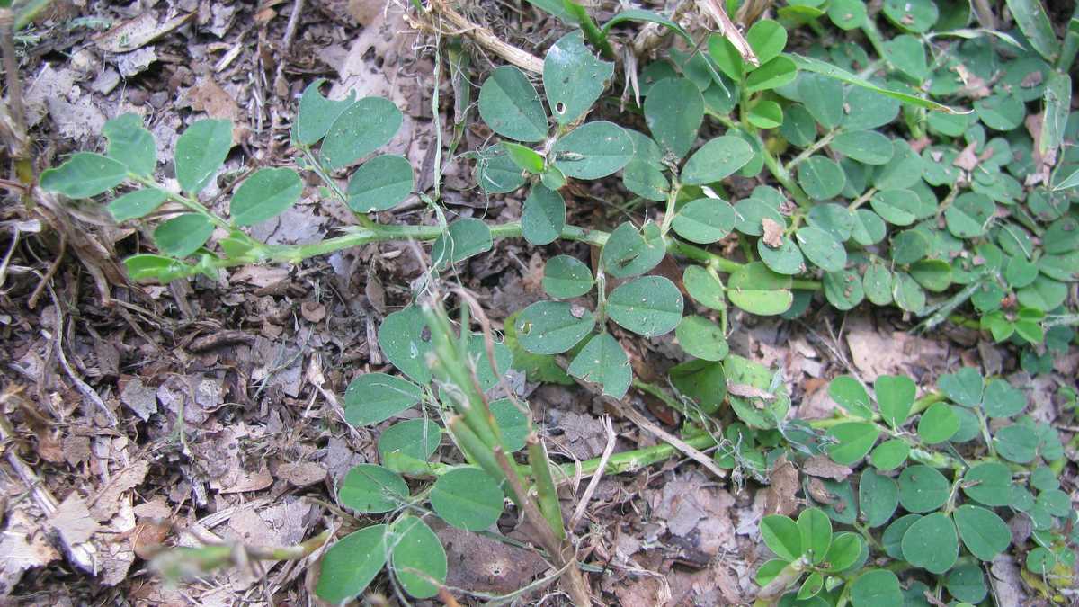 Photos Creeping Indigo weed