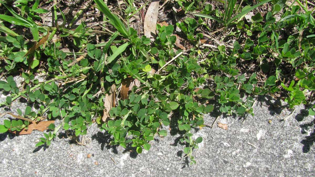 Photos Creeping Indigo weed