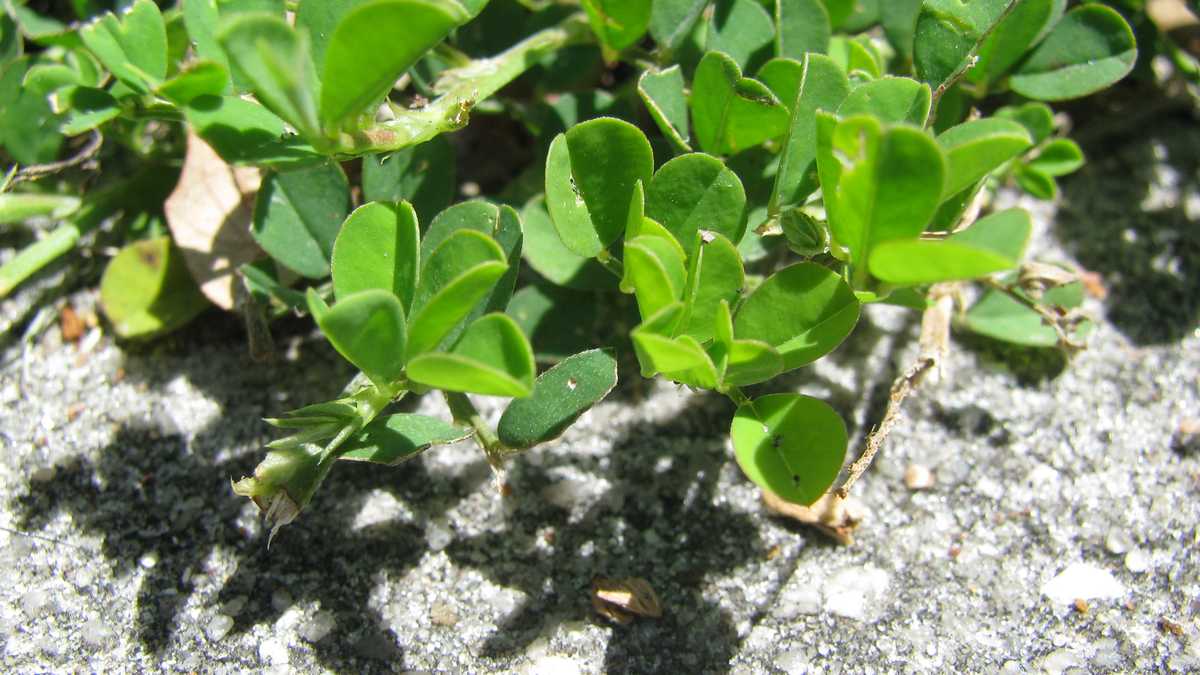 Photos Creeping Indigo weed