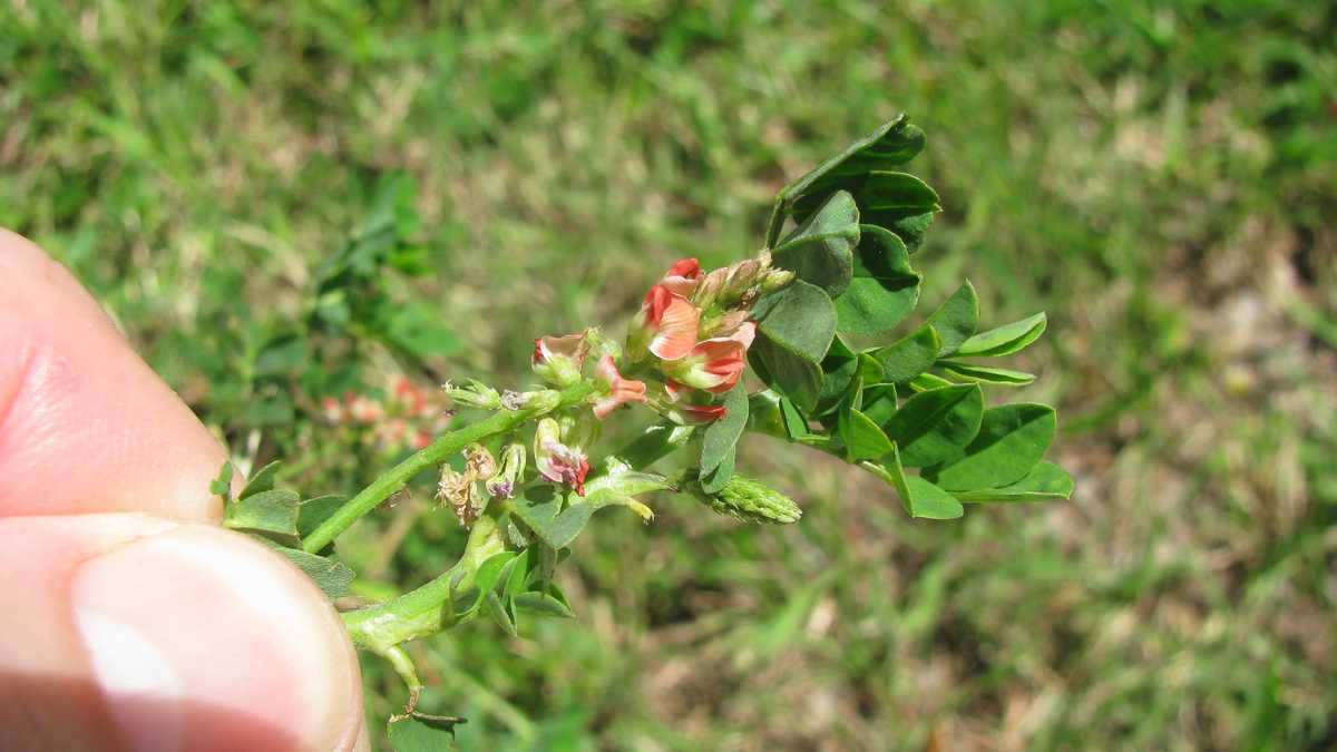 Photos Creeping Indigo weed