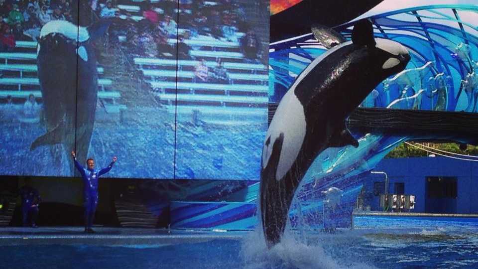 SeaWorld removing lifting floors from orca pools