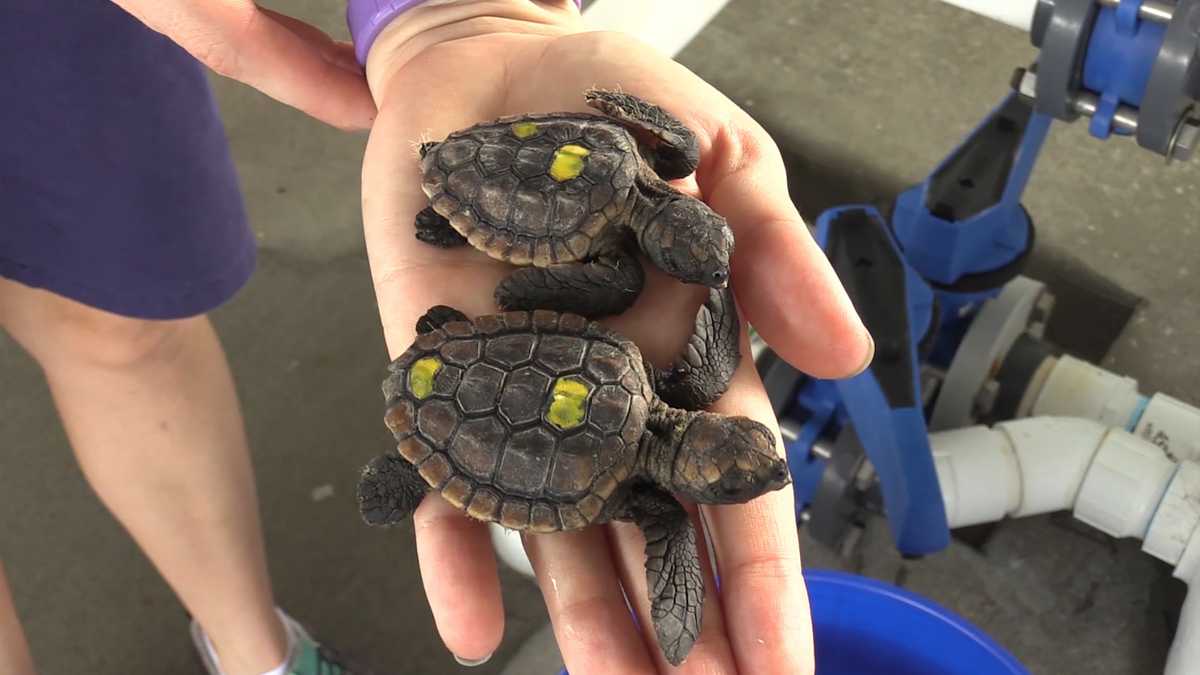 Brevard Zoo takes in baby turtles