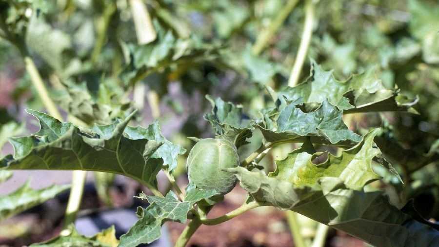 Pa.'s Most Unwanted weeds
