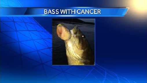 Biologists confirm Pa. fish has cancer