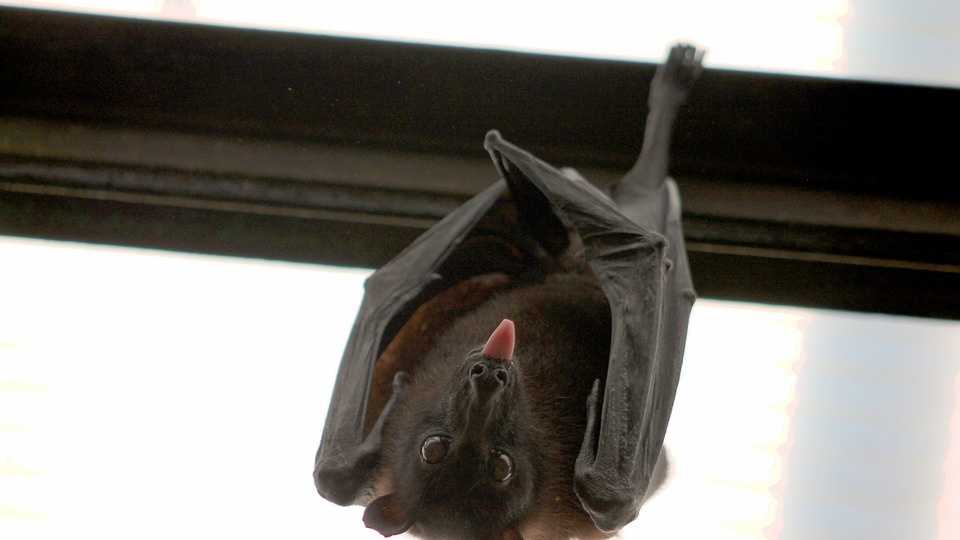 HELP WANTED Pennsylvania needs help counting bats