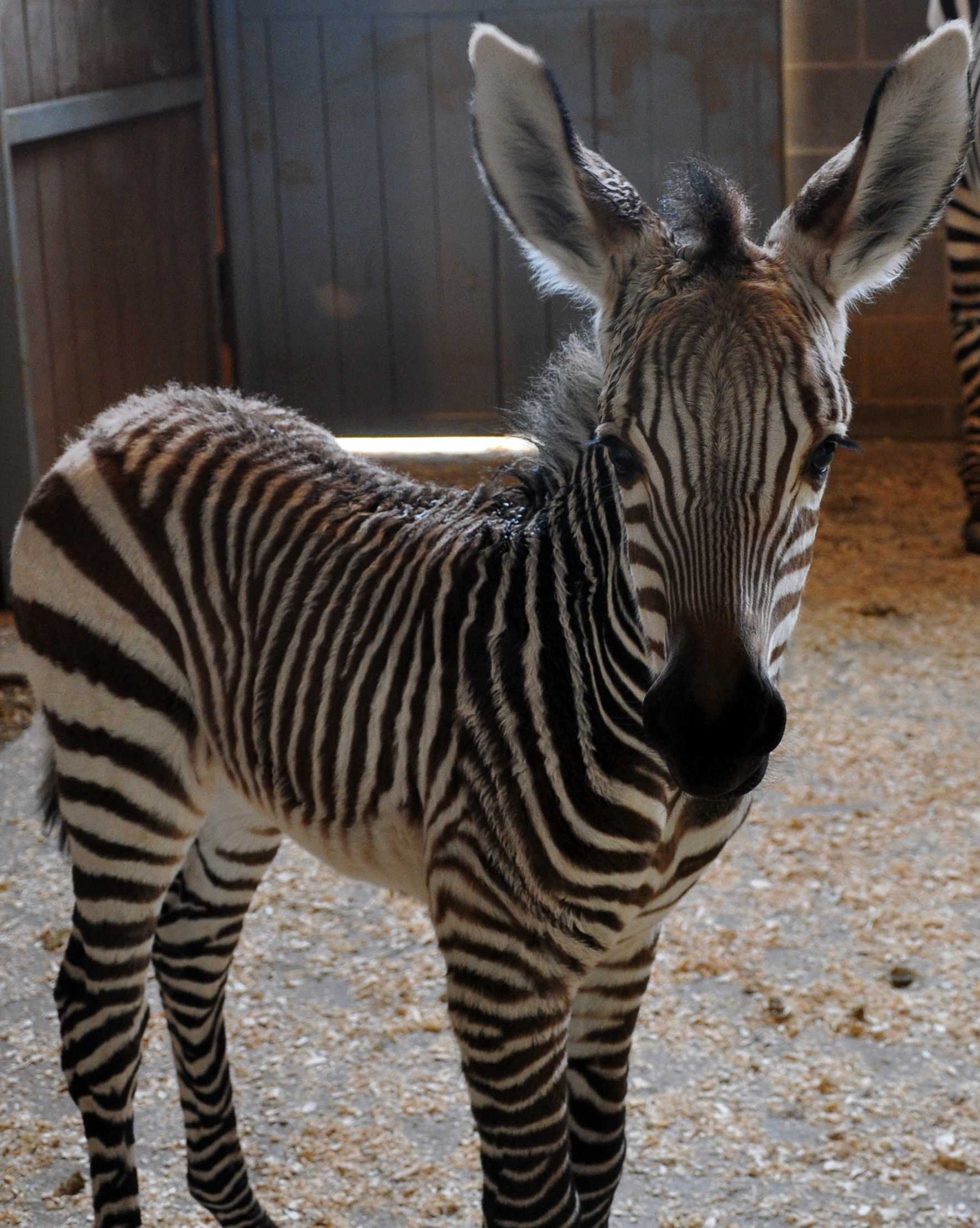 baby zebra