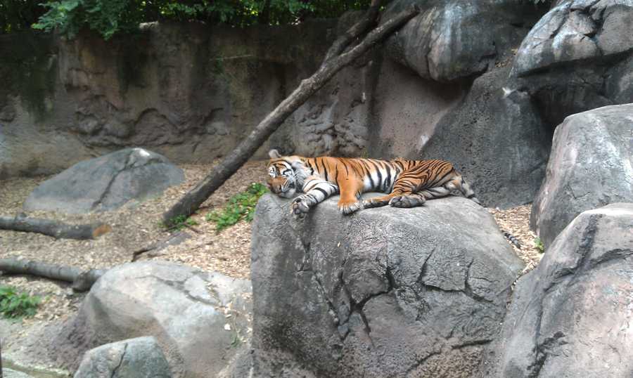 Images: Louisville Zoo animals