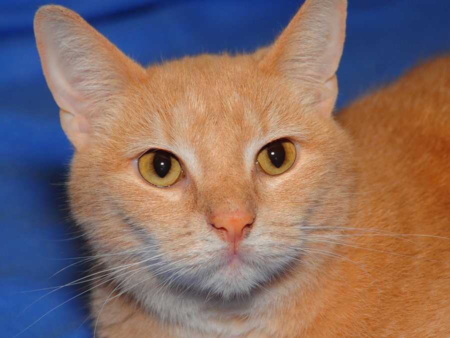 louisville adoption images adoption fees waived on cats nov 15 17 louisville adoption images adoption fees waived on cats nov 15 17