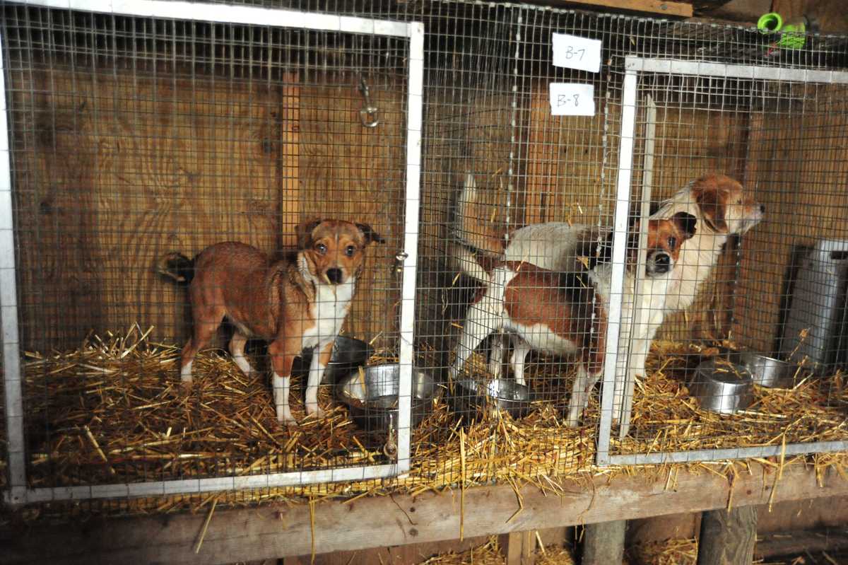 Images: Dogs rescued from puppy mill come to Louisville