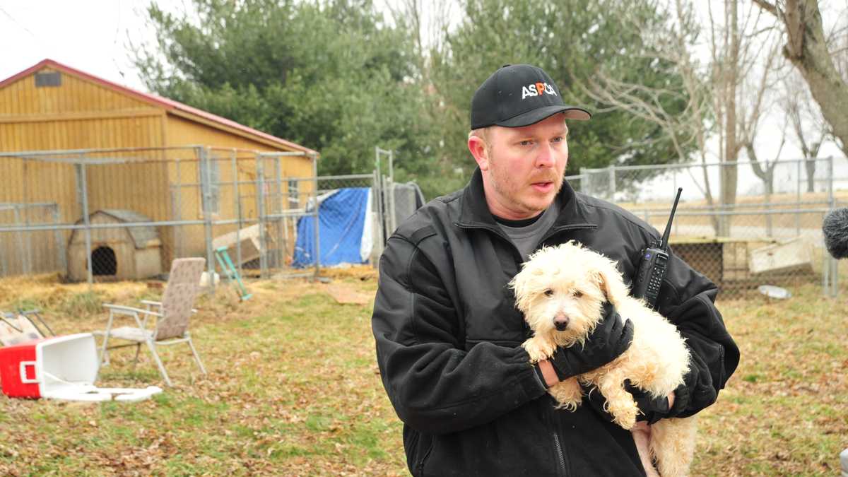 Images Dogs rescued from puppy mill come to Louisville