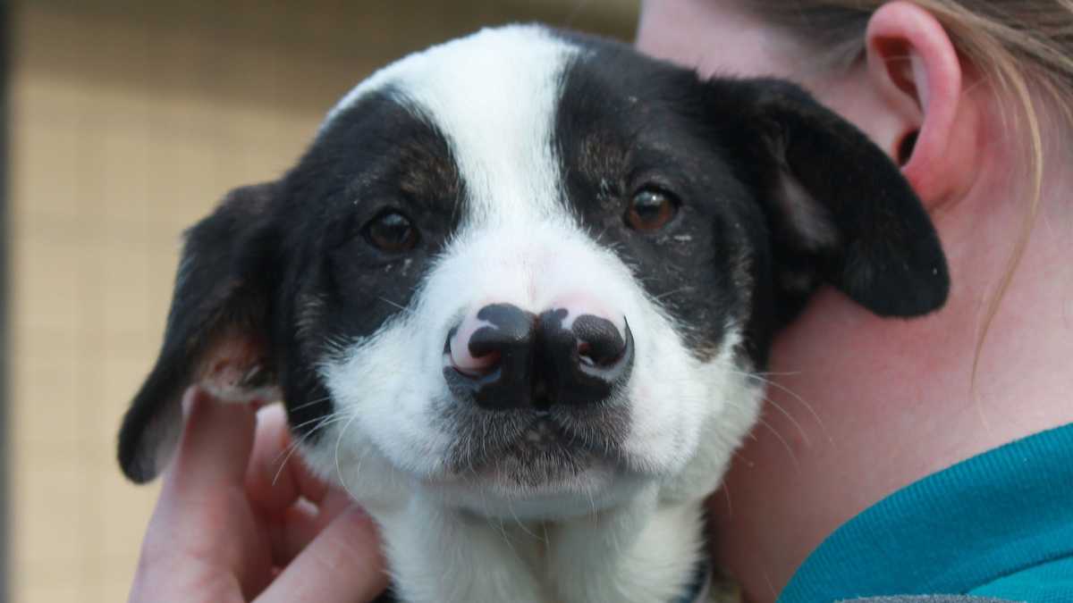 Puppy with two noses up for adoption