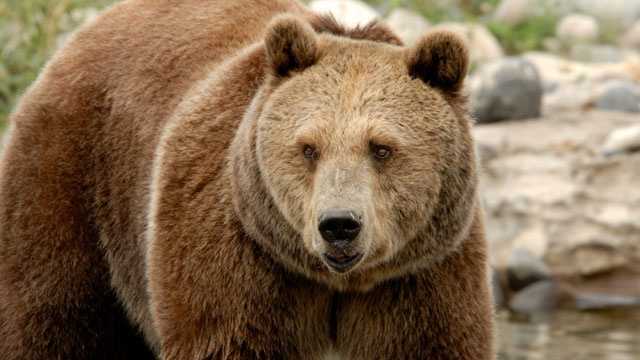 Humane Society says Kentucky shouldn't expand bear hunt