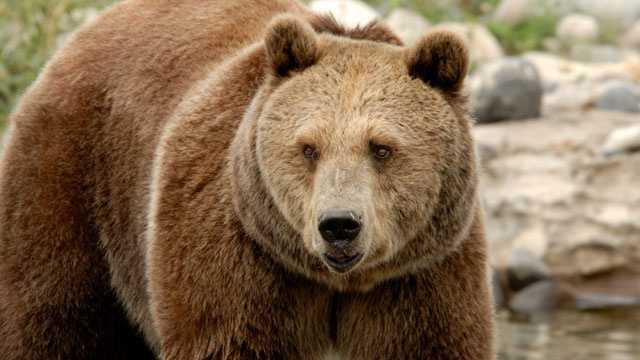 Humane Society says Kentucky shouldn't expand bear hunt Humane Society says Kentucky shouldn't expand bear hunt