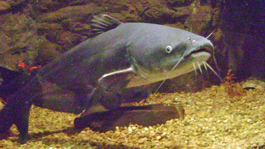 Download Monster catfish spur battles among anglers