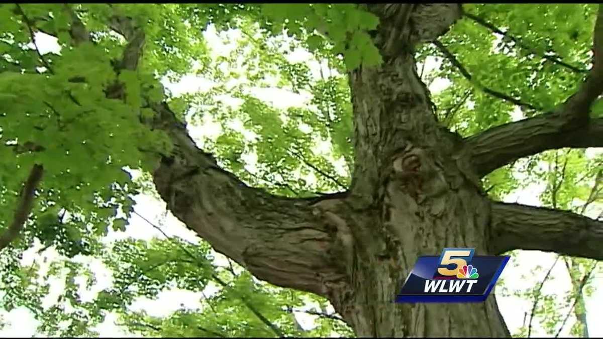 Hamilton Co. offering several varieties of trees for 25 each