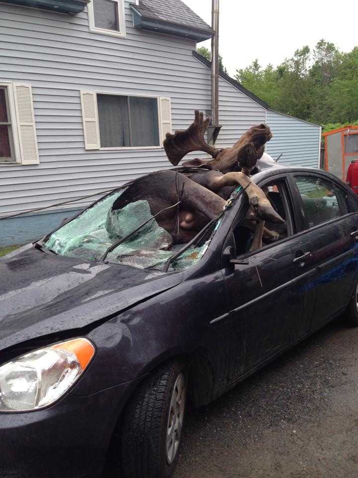 Incredible Photos Of Moose Vs. Car