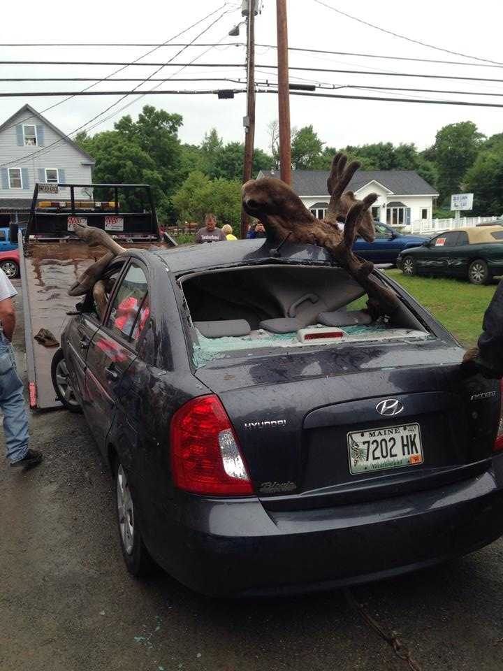 Incredible photos of moose vs. car