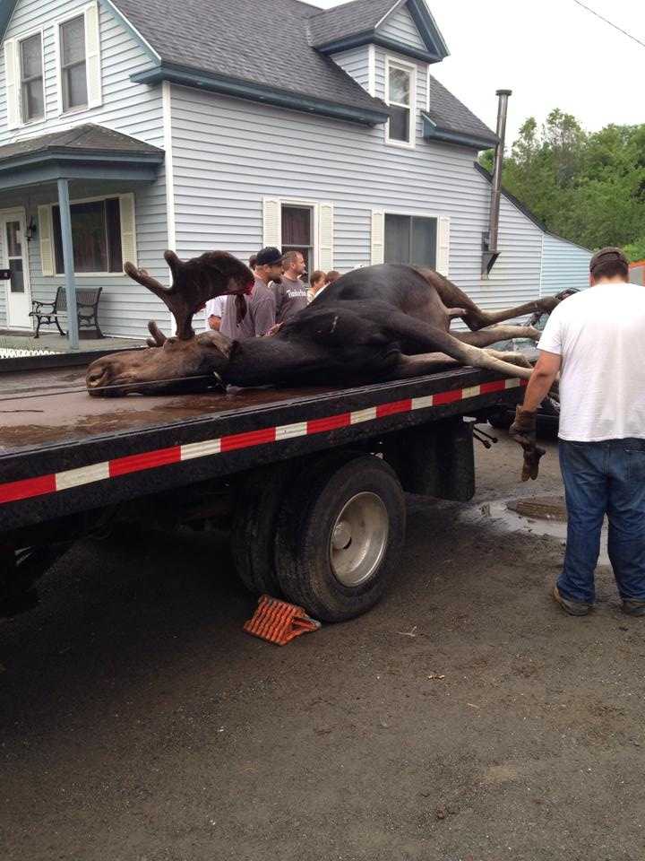 Incredible photos of moose vs. car