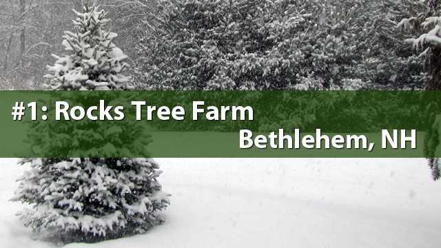 list new hshire s favorite places to get a christmas tree list new hshire s favorite places to get a christmas tree